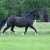 Welsh_Cob_Ceres_Lady_Inger
